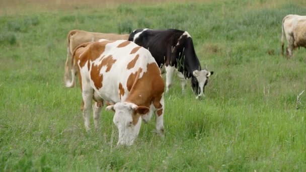 Kuh graste auf der Weide — Stockvideo