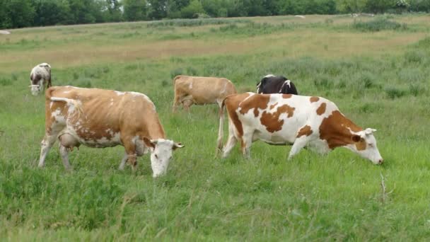 Cow Grazed in the Meadow — Stock Video