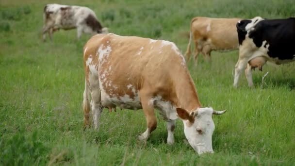 Cow Grazed in the Meadow — Stock Video