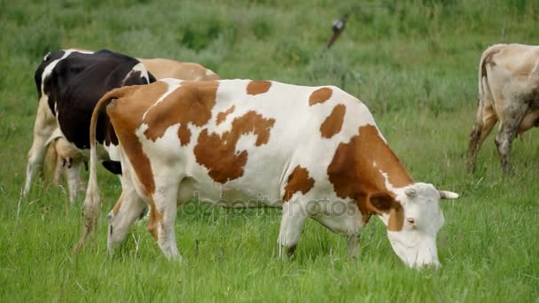 Vaca arrasada en el prado — Vídeo de stock