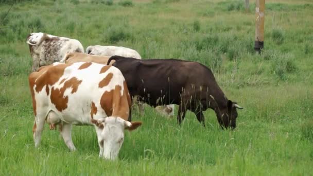 Koe in de wei met beweiding — Stockvideo