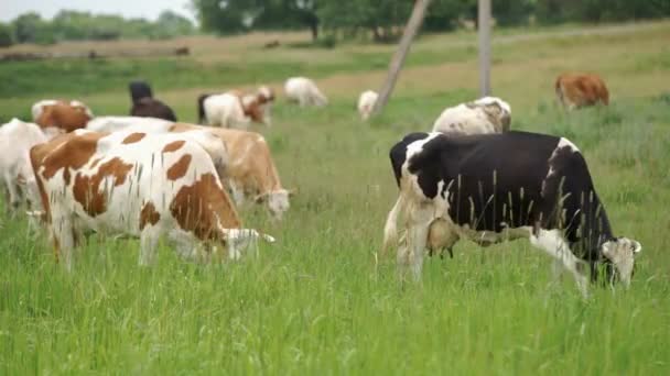 Vache broutée dans la prairie — Video