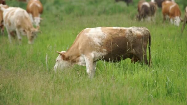Na łące pasły się krowy — Wideo stockowe