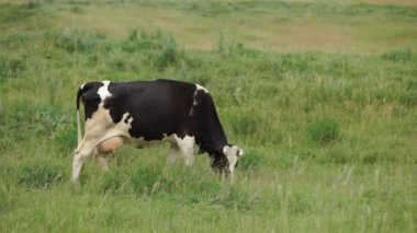 Çayırda sıyrılmak inek