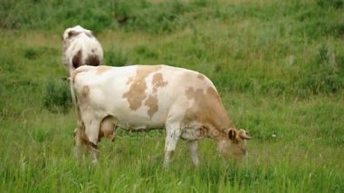 Çayırda sıyrılmak inek