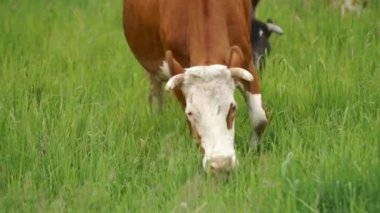 Çayırda sıyrılmak inek