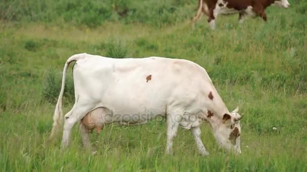 Na łące pasły się krowy — Wideo stockowe