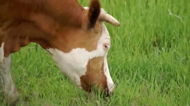 Cow Grazed in the Meadow — Stock Video