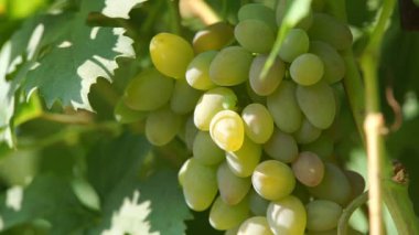 Sarmaşıkta üzüm demetleri