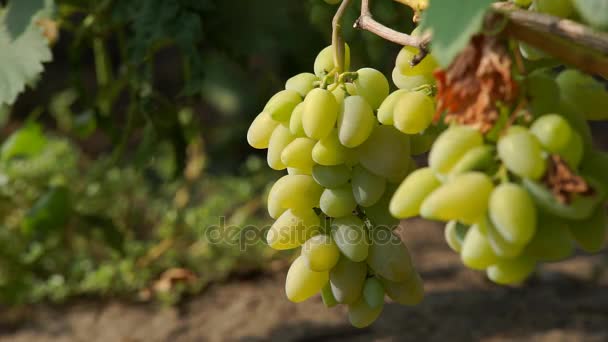 Горсть винограда на лозе — стоковое видео