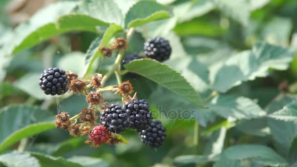 黑莓树丛 — 图库视频影像