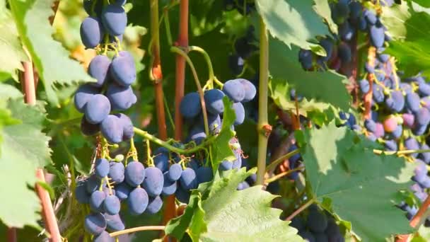 Trossen druiven op de wijnstok — Stockvideo