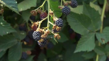 Çalılıkların üzerinde BlackBerry