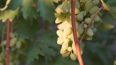 Sarmaşıkta üzüm demetleri