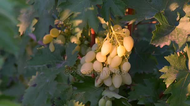 Manojos de uvas en la vid — Vídeo de stock