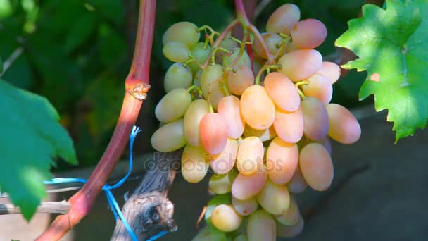 Bando de uvas na videira — Vídeo de Stock