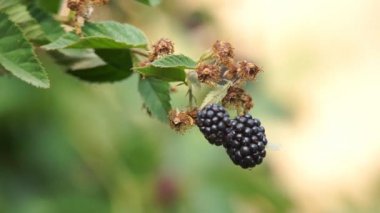 Çalılıkların üzerinde BlackBerry