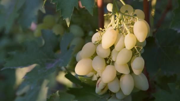 Trossen druiven op de wijnstok — Stockvideo