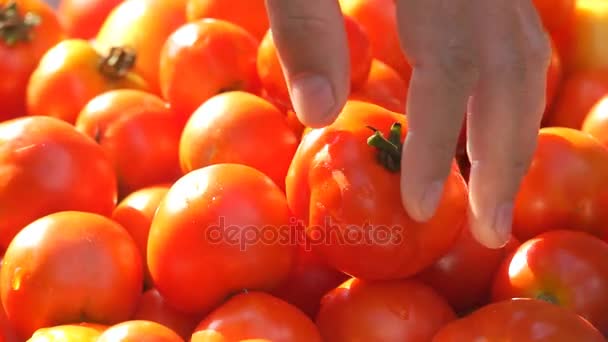 Много спелых помидоров — стоковое видео