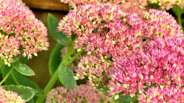 Biene auf einem Blumenstrauch — Stockvideo