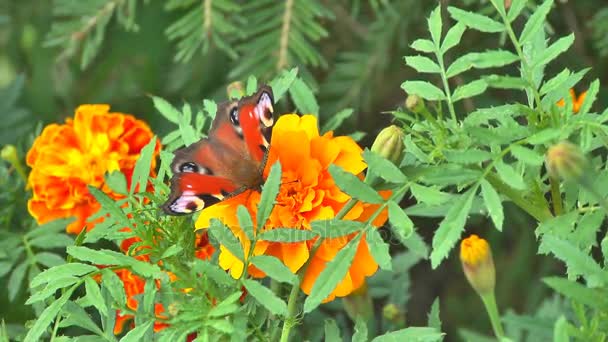 Farfalla su un flowe — Video Stock