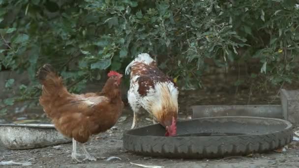 Galline e polli — Video Stock
