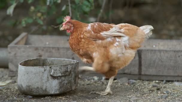 Gallinas y pollos — Vídeo de stock