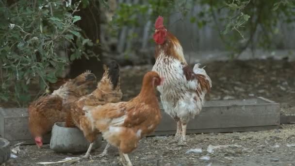 Gallinas y pollos — Vídeo de stock