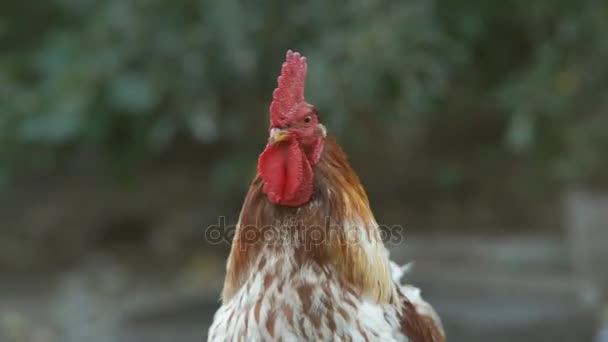 Gallinas y pollos — Vídeos de Stock