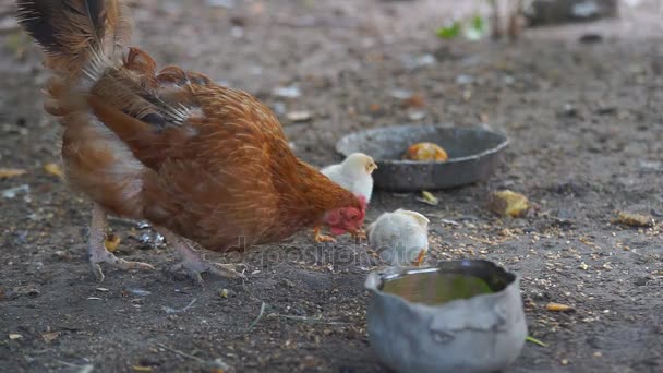 Poules et poulets — Video