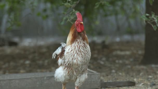 Gallinas y pollos — Vídeos de Stock