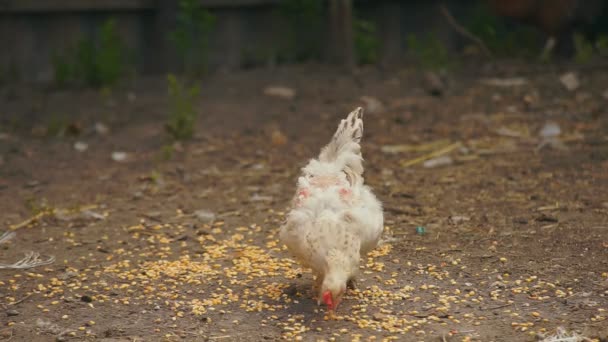 Gallinas y pollos — Vídeo de stock
