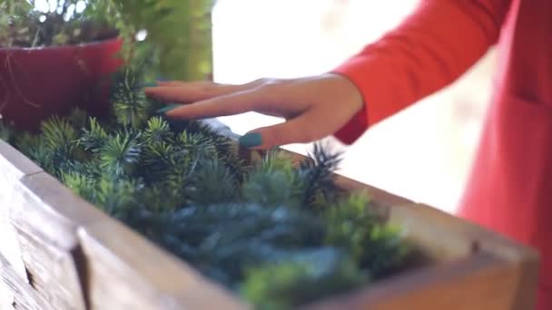 Der Baum wird mit den Händen berührt — Stockvideo