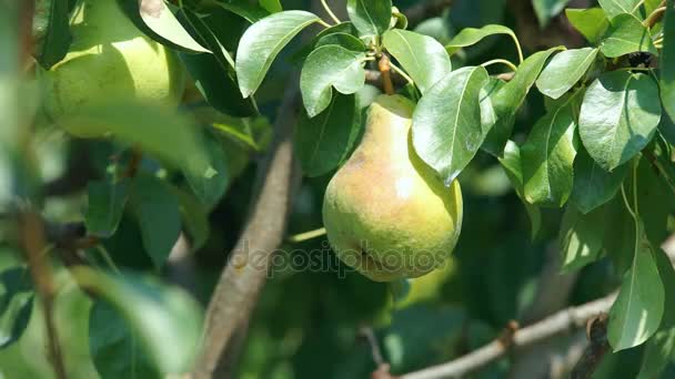 Las peras grandes sobre el árbol — Vídeos de Stock