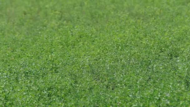 Hierba verde en el campo — Vídeo de stock