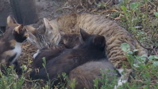 Kleine katjes in het dorp — Stockvideo