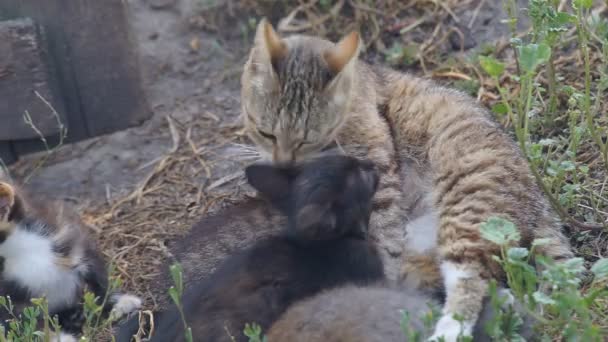Kis cica-ban a falu — Stock videók