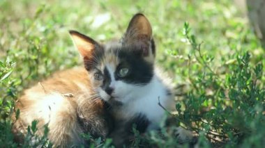 Köydeki küçük kedi yavrusu