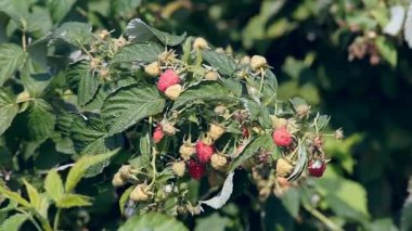 Çalılıkların üzerinde olgunlaşmış ahududu 