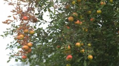 Kırmızı elma ile elma ağaçlarının.