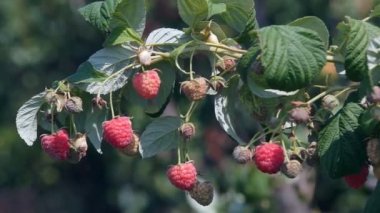 Çalılıkların üzerinde olgunlaşmış ahududu 