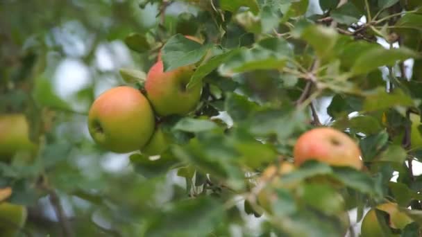 Μηλιές με κόκκινα μήλα. — Αρχείο Βίντεο