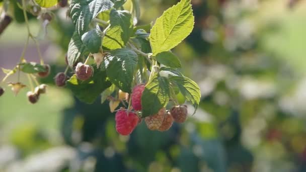 Framboises mûres sur les buissons — Video