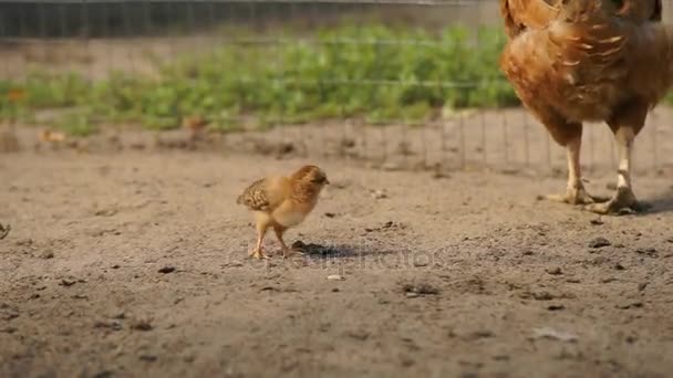 Galinhas e galinhas — Vídeo de Stock