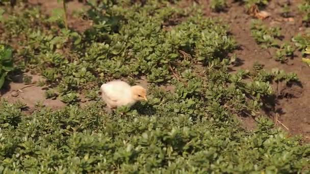 Gallinas y pollos — Vídeos de Stock