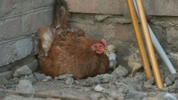 Poules et poulets — Video