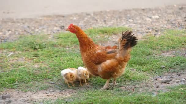 Kip en kippen — Stockvideo