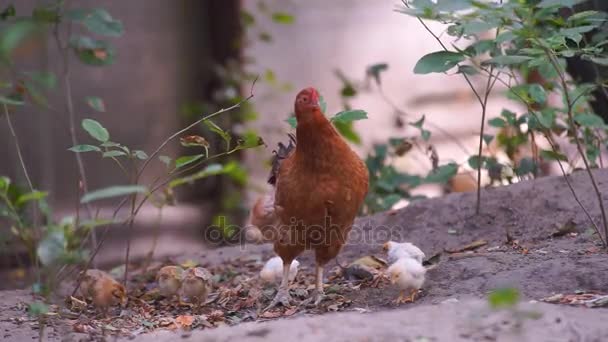 Gallinas y pollos — Vídeos de Stock