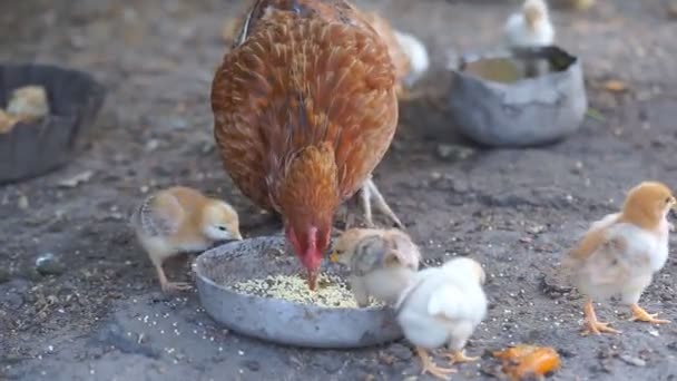 母鸡和小鸡 — 图库视频影像