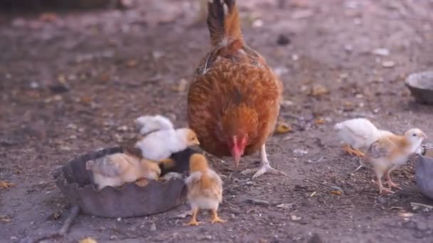Tyúk és csirke — Stock videók